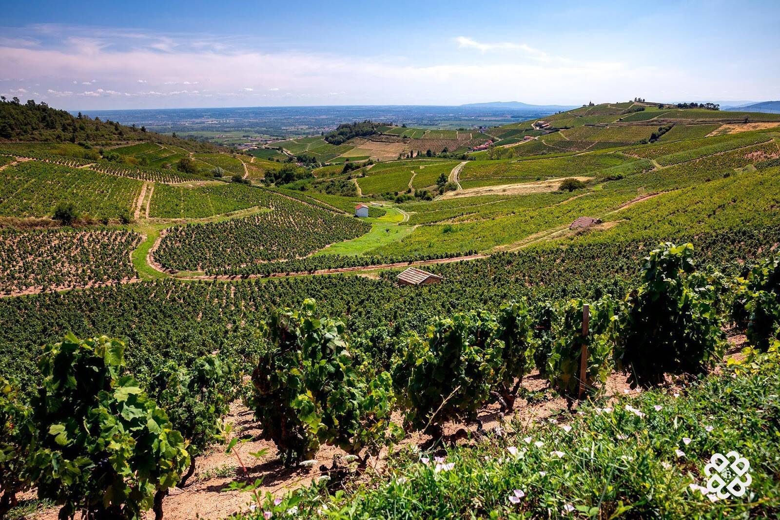 On vous emmène sur la route des vins du Beaujolais